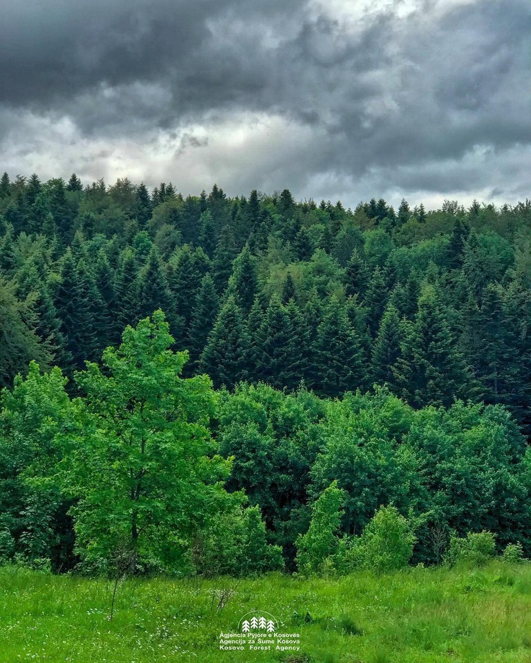 forest_1