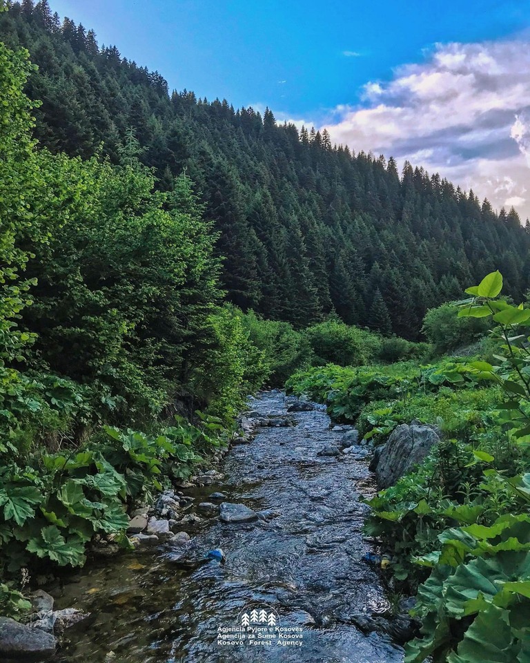 forest_2