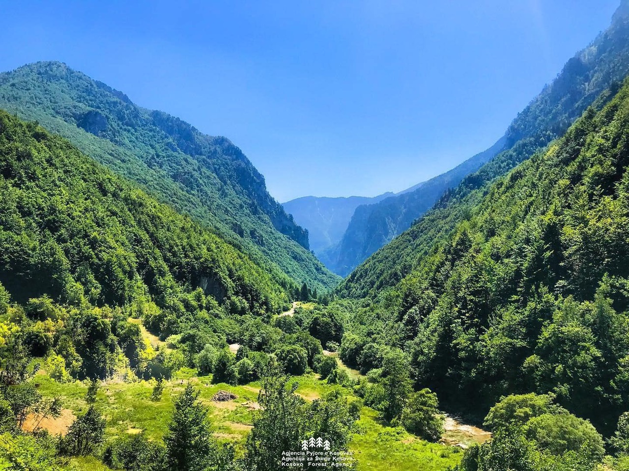 forest_3